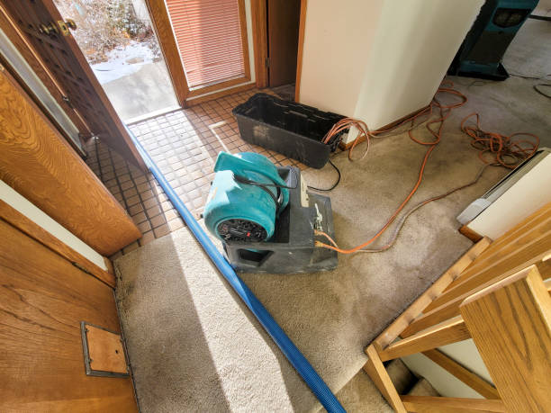 Best Mold removal after water damage  in Maquoketa, IA