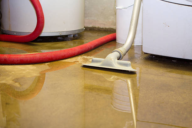 Best Basement water damage restoration  in Maquoketa, IA